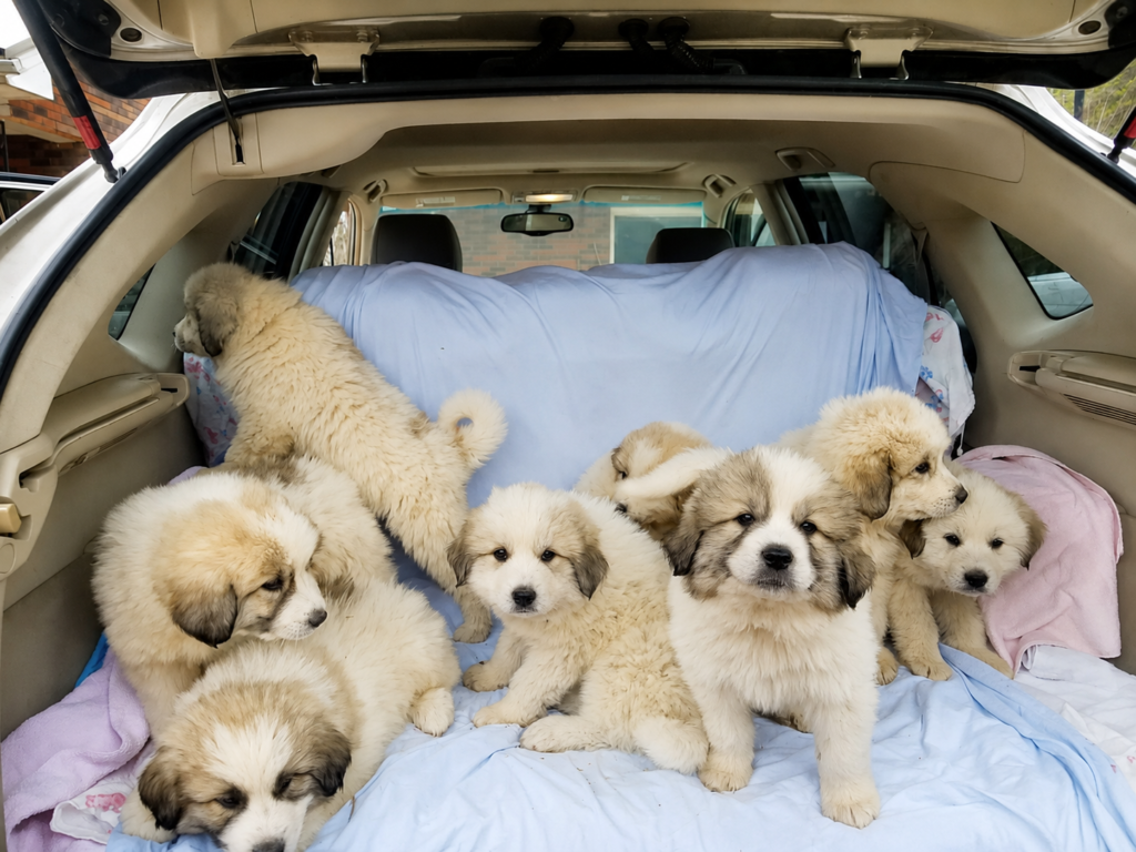Great Pyrenees Puppies