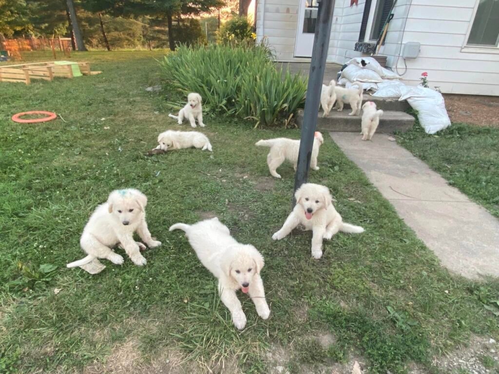 Kuvasz puppies