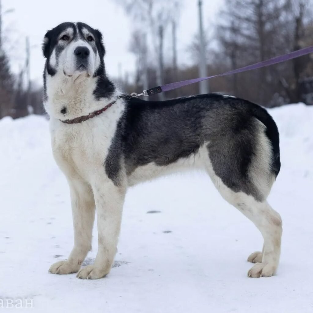 Central Asian Shepherd (Alabai) Montana 1 Year • Male $2,000