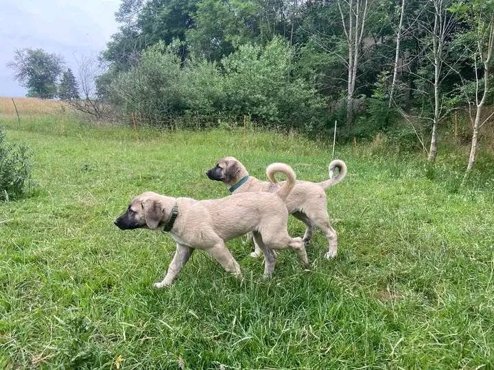Kangal puppies