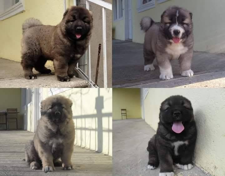 Caucasian Shepherd for sale