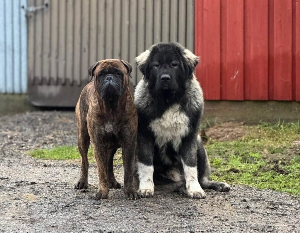Have a Guardian Dog for Sale?