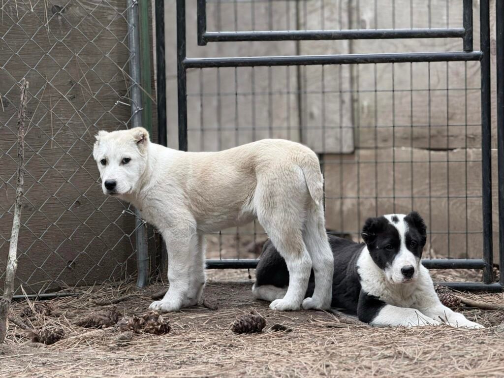 Central Asian Shepherd (Alabai)