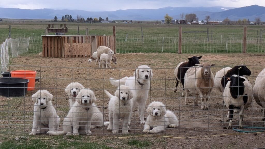 Maremma Sheepdog