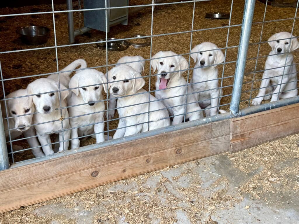 Akbash puppies