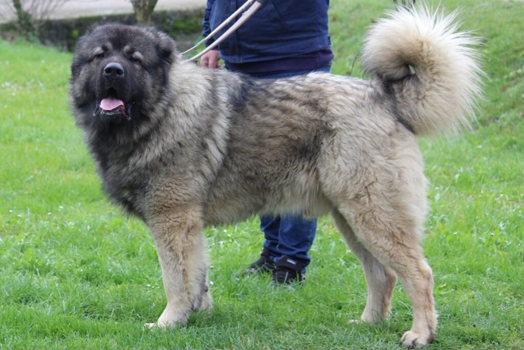 Have a Guardian Dog for Sale