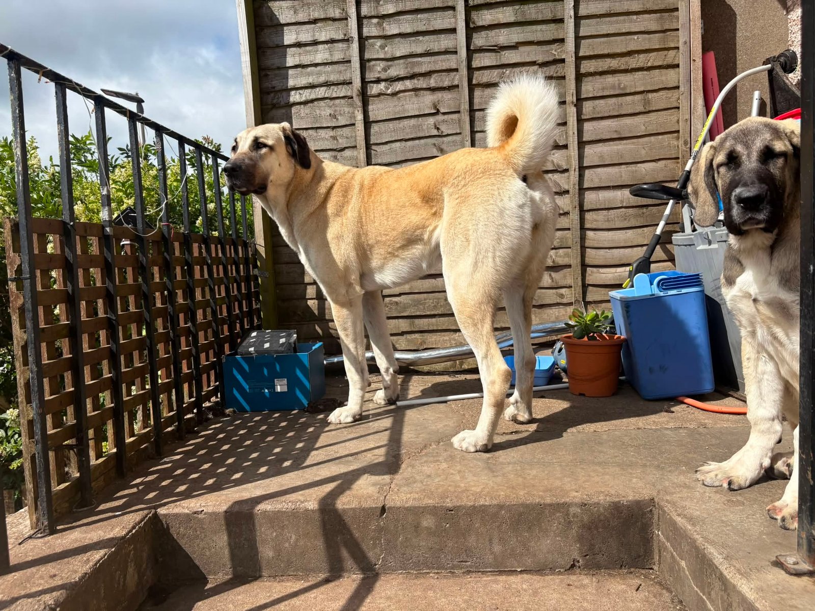 Kangal