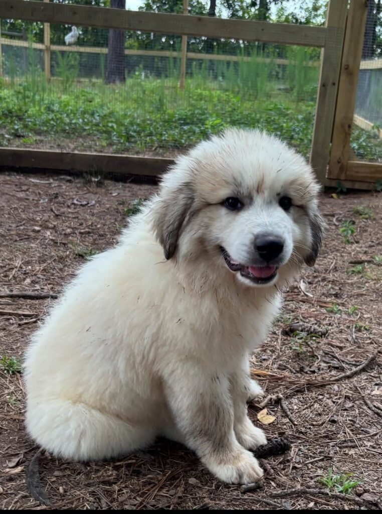 Great Pyrenees Puppy
