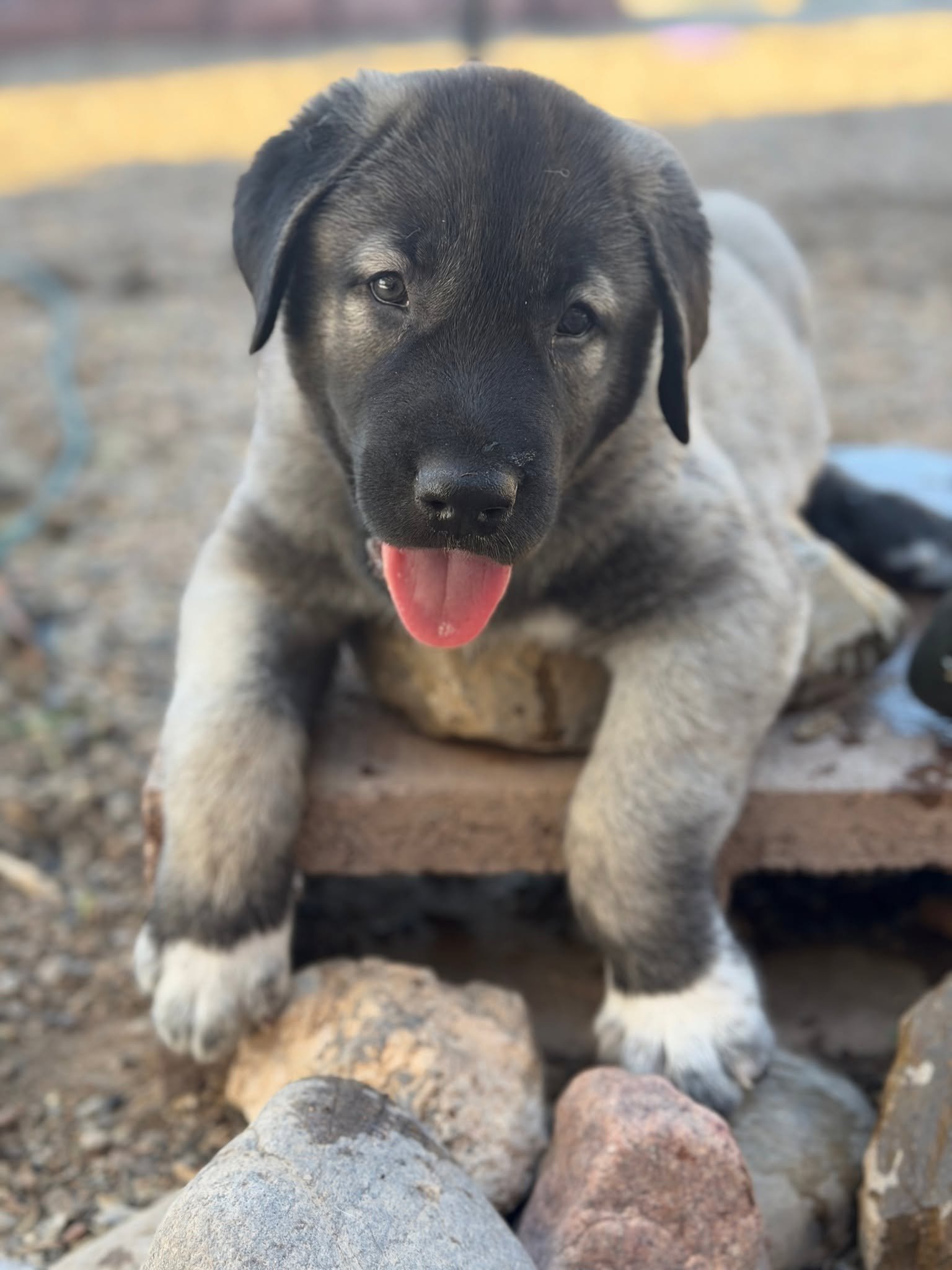 kangal1