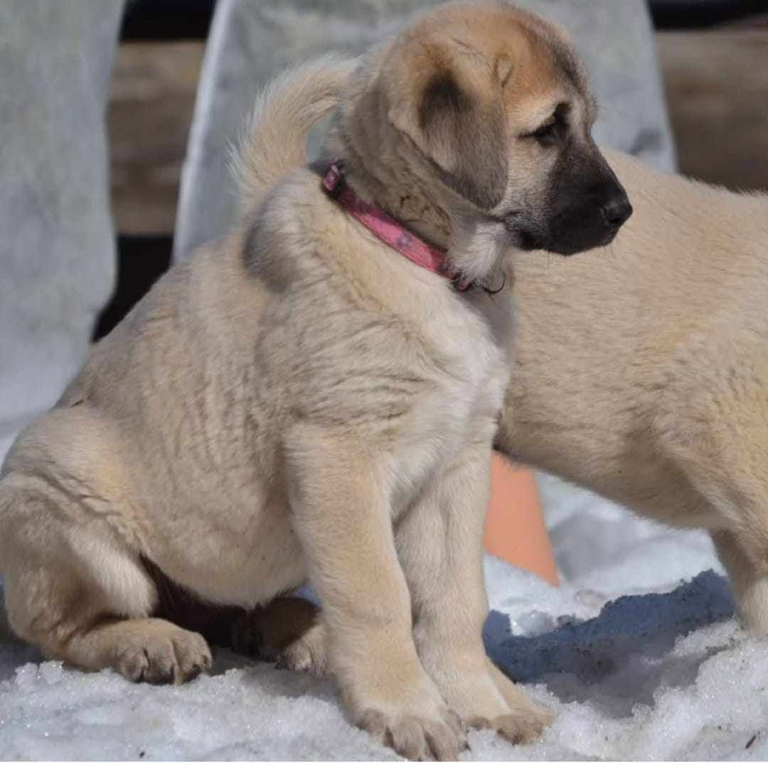 kangal13