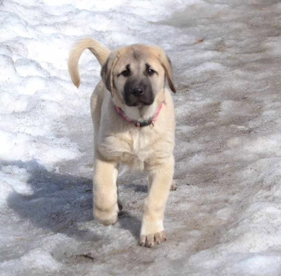 kangal14
