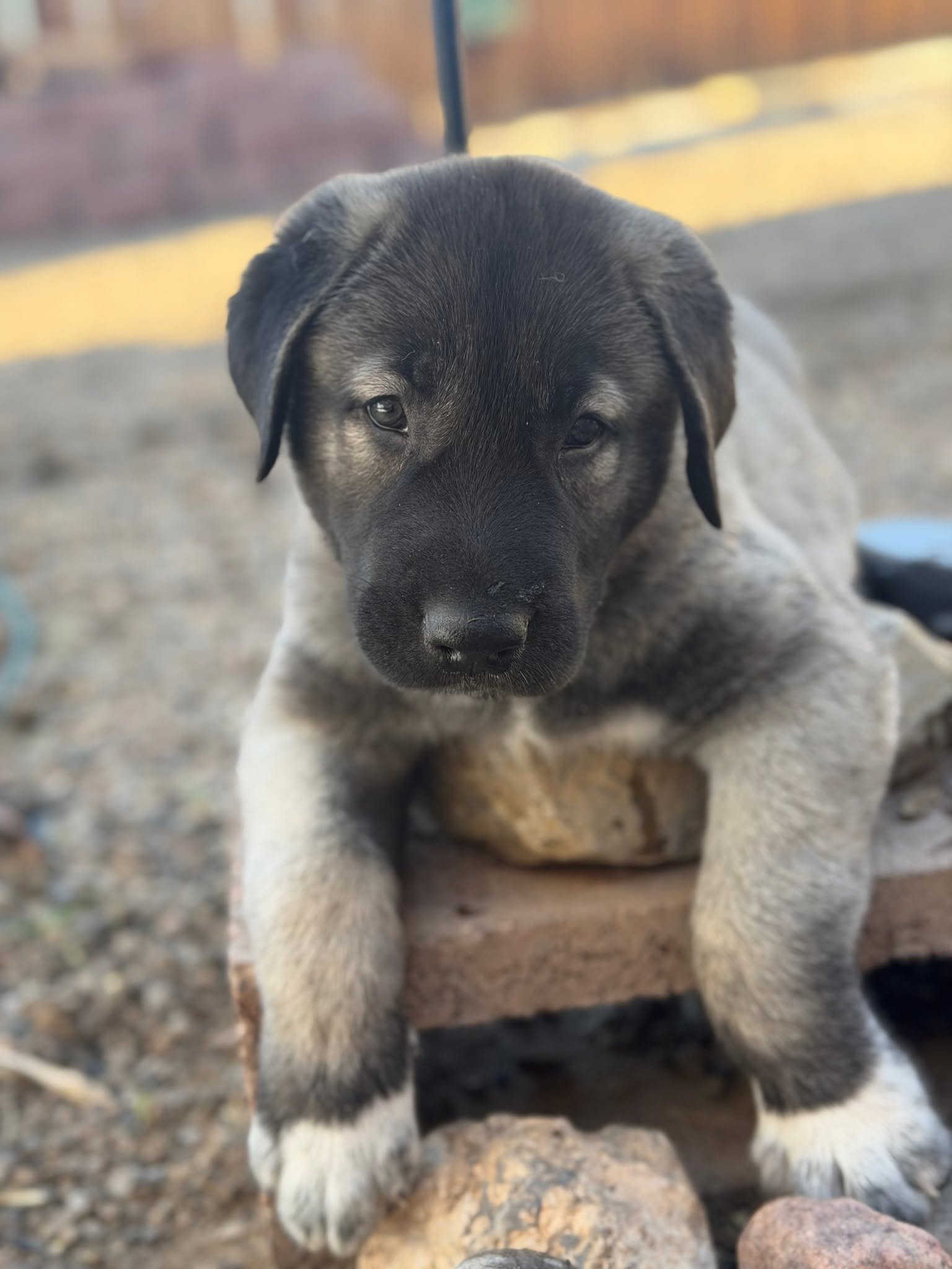 kangal2