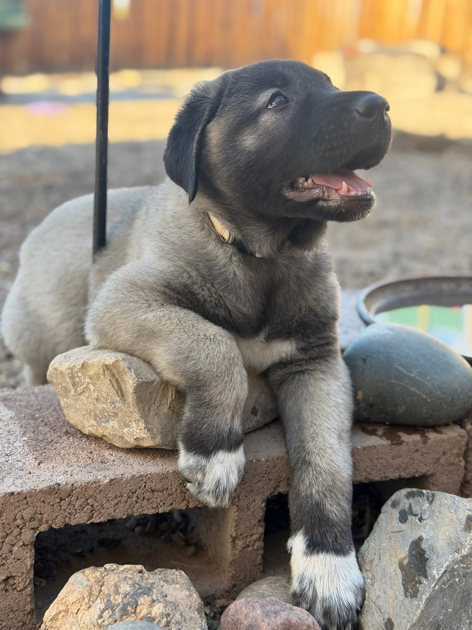kangal3